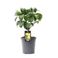 Citrus limon citroenboom eetbaar | ca. 50 cm hoog | In 15 cm pot | Mediterrane kuipplant