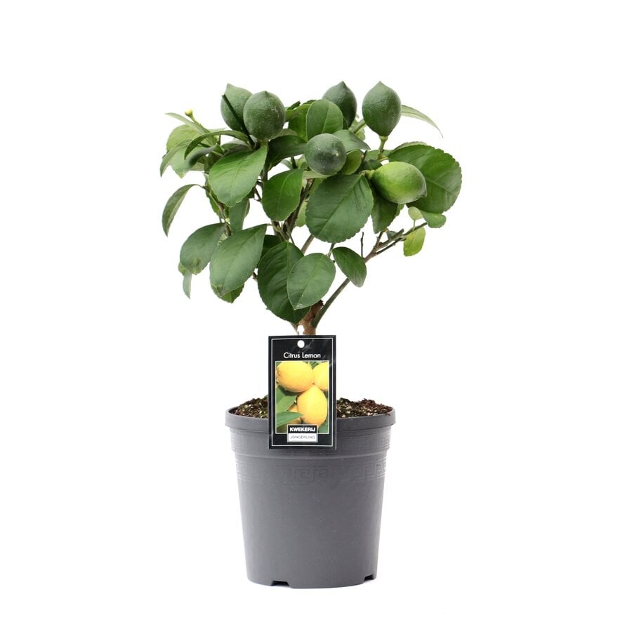 Citrus limon citroenboom eetbaar | ca. 50 cm hoog | In 15 cm pot | Mediterrane kuipplant
