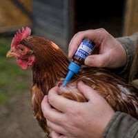 Luis-Worm druppels 10 ml voor vogels en knaagdieren