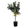 Citrus limon | Citroenboom eetbaar | 105 cm hoog | 22 cm pot