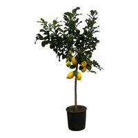 Citrus limon (citroenboom) | 105 cm hoog | In 22 cm pot | Mediterrane kuipplant met eetbare citroenen