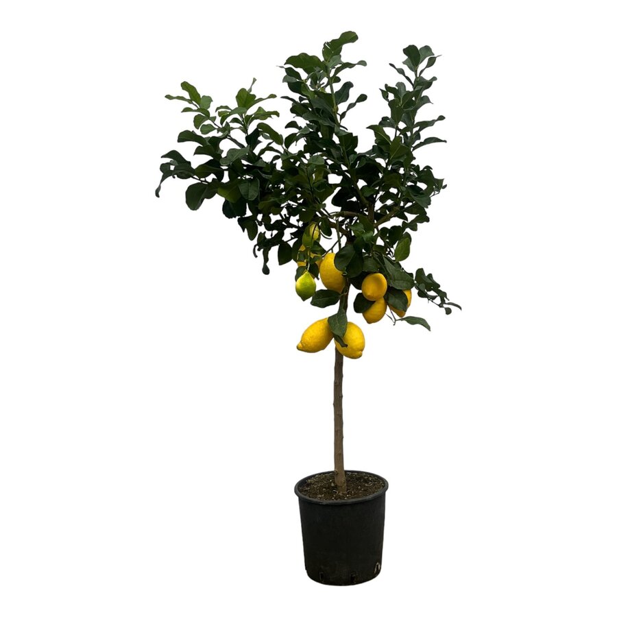 Citrus limon (citroenboom) | 105 cm hoog | In 22 cm pot | Mediterrane kuipplant met eetbare citroenen