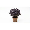 Bio Ocimum Black Promise | ca. 20 tot 25 cm hoog | 12 cm bio afbreekbare pot