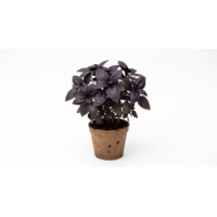 Bio Ocimum Black Promise | ca. 20 tot 25 cm hoog | In 12 cm bio afbreekbare pot | Donkere basilicum kruidenplant