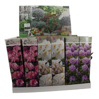 Rhododendron gemengd | Diverse kleuren en soorten | Ca. 10 tot 20 cm hoog | In 9 cm pot | Verkoop per stuk