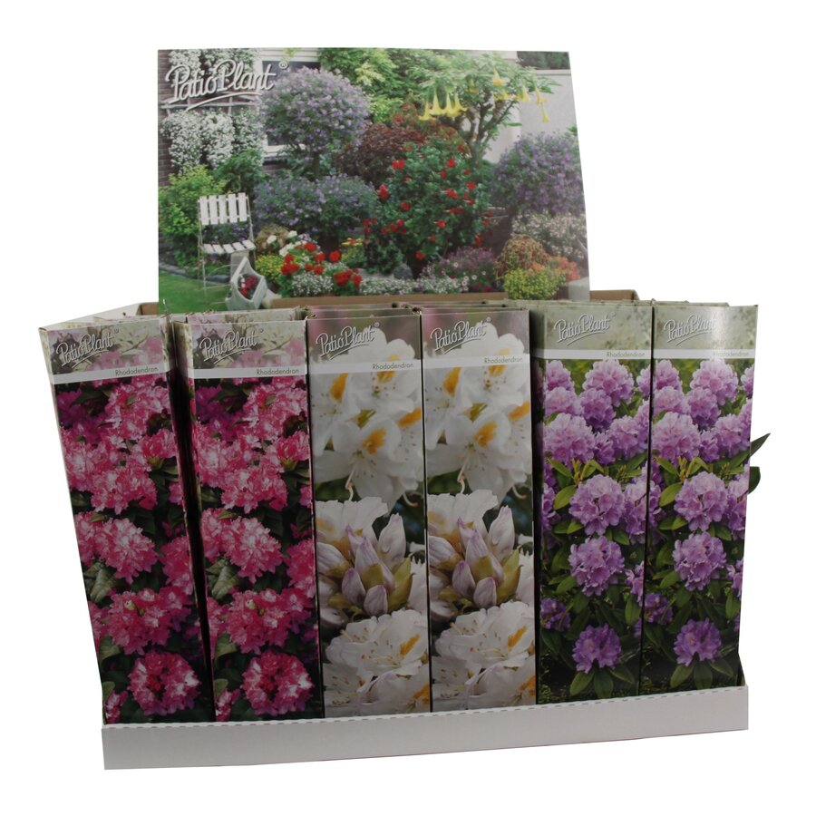 Rhododendron gemengd | Diverse kleuren en soorten | Ca. 10 tot 20 cm hoog | In 9 cm pot | Verkoop per stuk