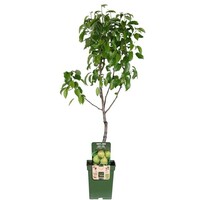 Pyrus communis Doyenné du Comice perenboom halfstam | 100 cm hoog | In 23 cm pot | aromatische handpeer