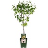 Pyrus communis 'Conference' | perenboom halfstam | 100 cm hoog | 23 cm pot