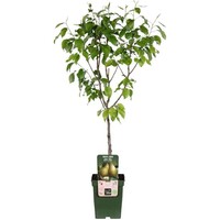 Pyrus communis 'Conference' perenboom halfstam | 100 cm hoog | In 23 cm pot | Zelfbestuivende fruitboom