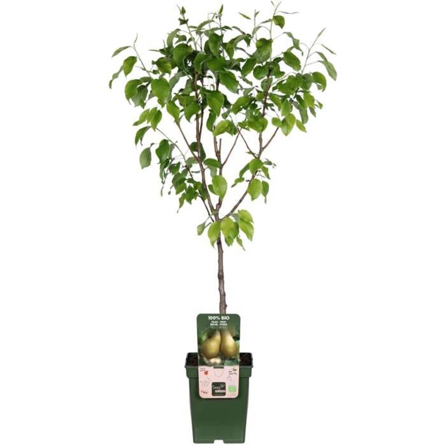 Pyrus communis 'Conference' perenboom halfstam | 100 cm hoog | In 23 cm pot | Zelfbestuivende fruitboom