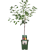 Prunus domestica 'Opal' | pruimenboom halfstam | 100 cm hoog | 23 cm pot