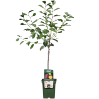 Prunus domestica 'Opal' | pruimenboom halfstam | 100 cm hoog | In 23 cm pot | Zoete vroege pruim