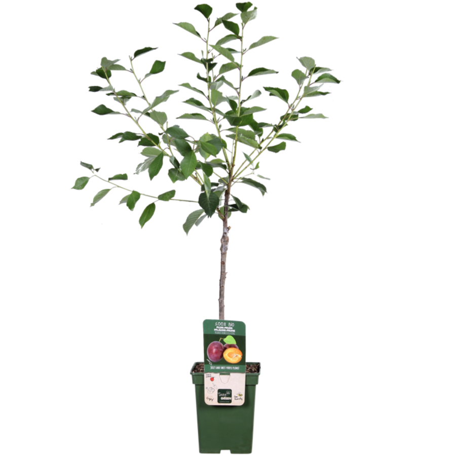 Prunus domestica 'Opal' | pruimenboom halfstam | 100 cm hoog | In 23 cm pot | Zoete vroege pruim