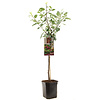 Prunus domestica 'Victoria' | Pruimenboom halfstam | 100 cm hoog | 23 cm pot