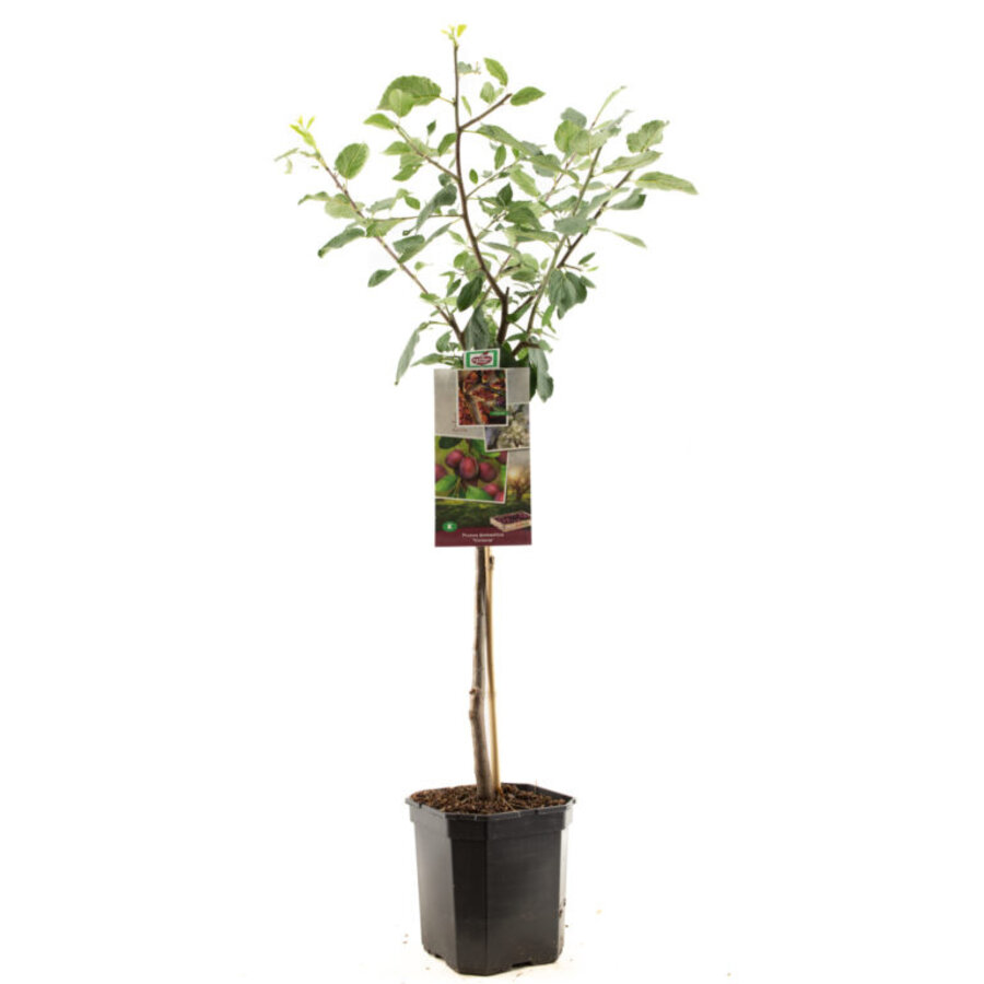 Prunus domestica 'Victoria' | Pruimenboom halfstam | 100 cm hoog | In 23 cm pot | Zelfbestuivende fruitboom