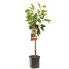 Prunus avium Stella | Kersenboom halfstam | 100 cm | 23 cm pot