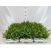 Combinatieplant Cuphea hyssopifolia & Euphorbia chamaesyce | roze en wit | 13 cm pot | ca. 15 tot 25 cm hoog