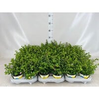 Combinatieplant Cuphea hyssopifolia & Euphorbia chamaesyce | roze en witte bloemen | In 13 cm pot | ca. 15 tot 25 cm hoog