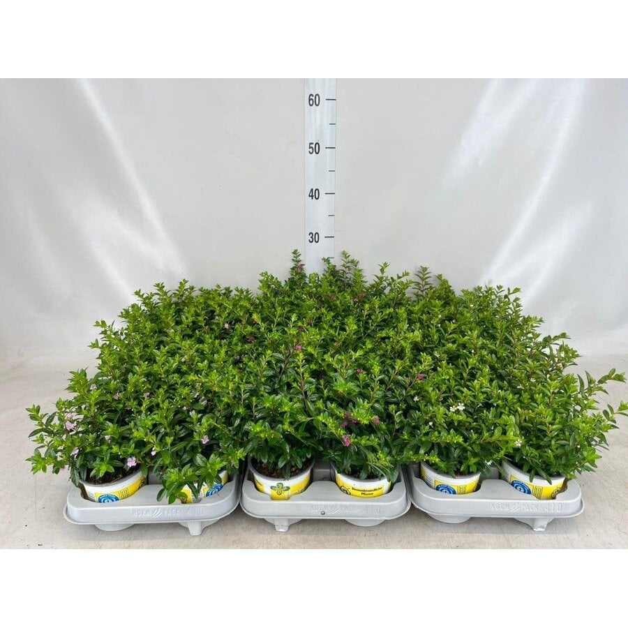Combinatieplant Cuphea hyssopifolia & Euphorbia chamaesyce | roze en witte bloemen | In 13 cm pot | ca. 15 tot 25 cm hoog