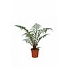 Cyathea tomentosissima | Boomvaren | 35 cm hoog | 14 cm pot