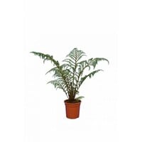Cyathea tomentosissima boomvaren | 35 cm hoog | In 14 cm pot | Voor schaduw, balkon en terras