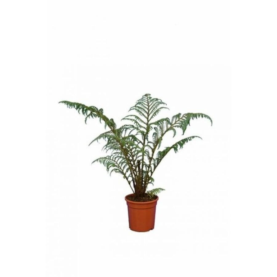 Cyathea tomentosissima boomvaren | 35 cm hoog | In 14 cm pot | Voor schaduw, balkon en terras
