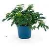 Mimosa pudica | Kruidje roer me niet | 12 cm hoog | 9 cm pot