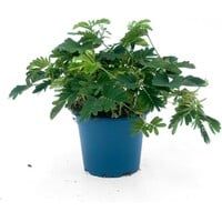 Mimosa pudica | Kruidje roer me niet | 12 cm hoog | In 9 cm pot | Aanraakgevoelige plant