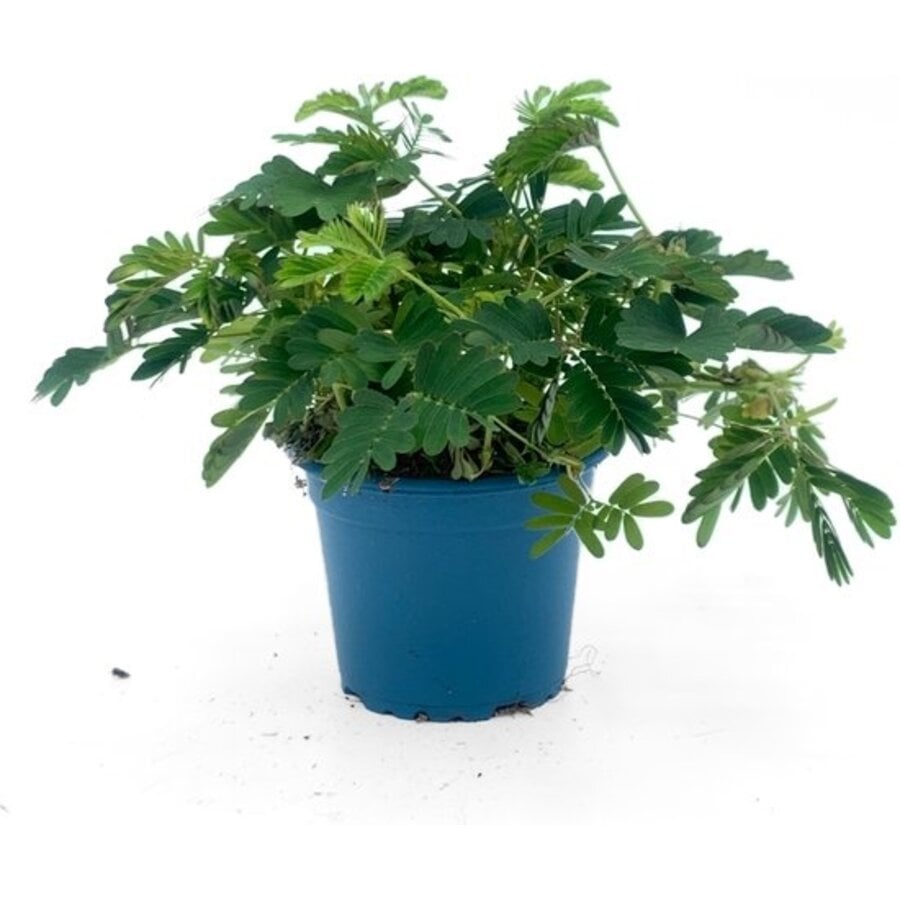 Mimosa pudica | Kruidje roer me niet | 12 cm hoog | In 9 cm pot | Aanraakgevoelige plant