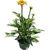 Echinacea zonnehoed geel | 13 cm pot | ca. 20 tot 30 cm hoog