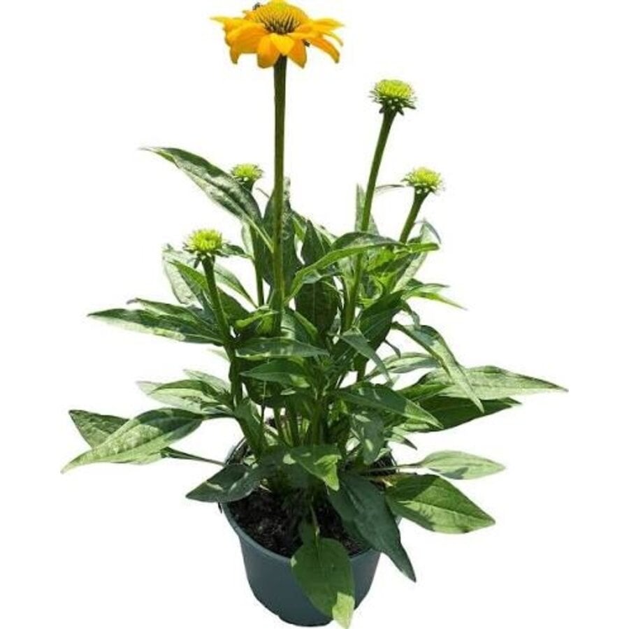 Echinacea zonnehoed geel | ca. 20 tot 30 cm hoog | In 13 cm pot | Vaste plant voor zonnige borders