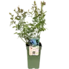BIO Blauwe Bosbes Vaccinium Buddy Blue | ca. 30 cm hoog | 13 cm pot