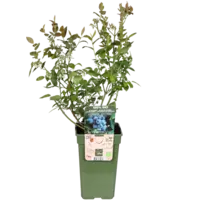 BIO Blauwe Bosbes Vaccinium Buddy Blue | ca. 30 cm hoog | 13 cm pot | late biologische fruitstruik