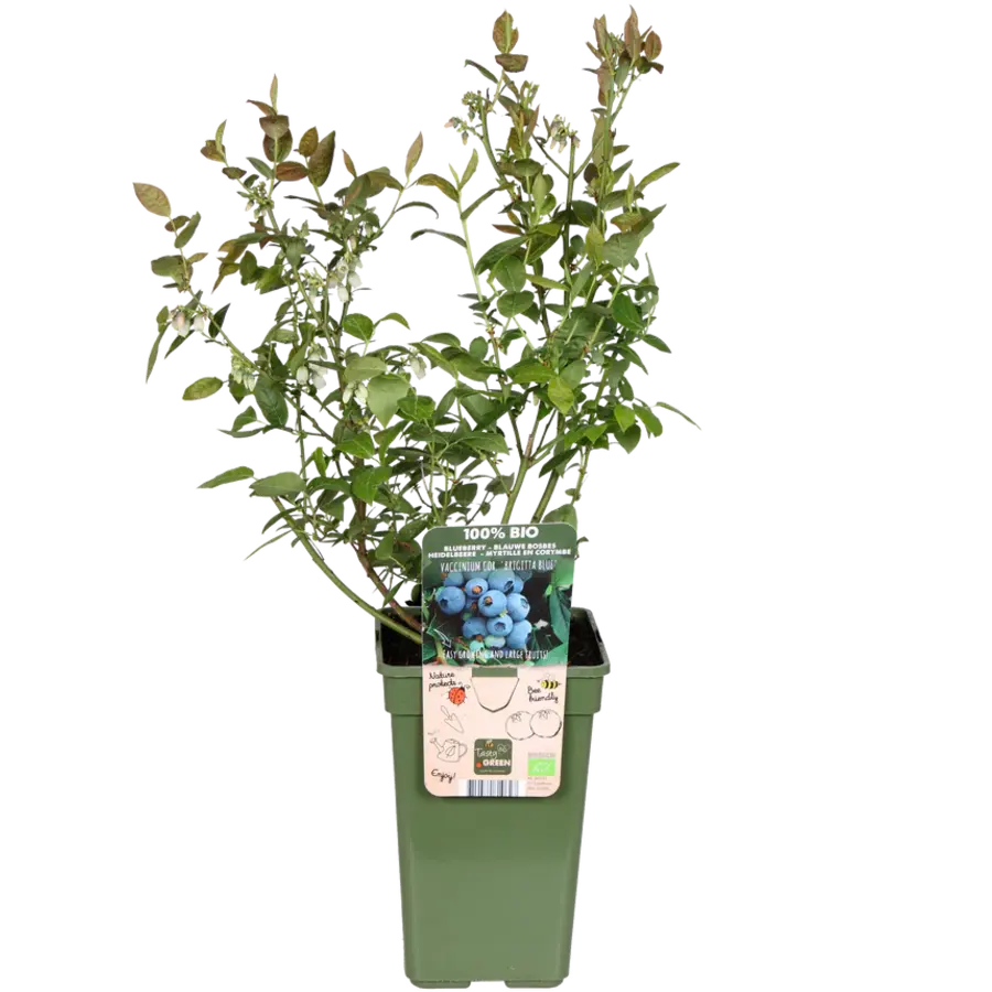 BIO Blauwe Bosbes Vaccinium Buddy Blue | ca. 30 cm hoog | 13 cm pot | late biologische fruitstruik