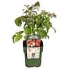 BIO Framboos Malling Promise | 45 cm hoog | 13 cm pot