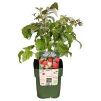 Rubus idaeus Malling Promise BIO framboos | 45 cm hoog | In 13 cm pot | Vroege zomerframboos
