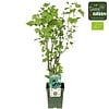 BIO zwarte bes Cassissima Black Marble | 13 cm pot | ca. 25 cm hoog