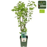 BIO Ribes nigrum Cassissima Black Marble | Zwarte bes | 13 cm pot | ca. 25 cm hoog