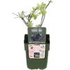 BIO Braam Oregon Thornless | Rubus fruticosus | 30 tot 40 cm hoog | 13 cm po