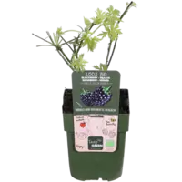 BIO Braam Oregon Thornless (Rubus fruticosus) | Doornloze braam | 30 tot 40 cm hoog | In 13 cm pot | Fruitstruik