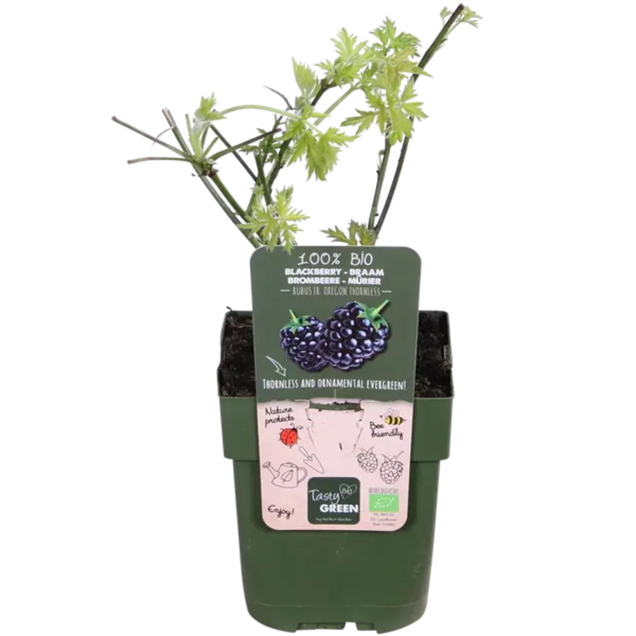 BIO Braam Oregon Thornless (Rubus fruticosus) | Doornloze braam | 30 tot 40 cm hoog | In 13 cm pot | Fruitstruik