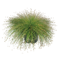 Isolepis cernua | Sierlijke moerasplant voor vijverrand en oever | 30 cm hoog | In 10 cm pot