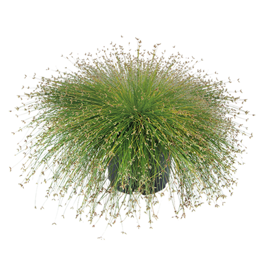 Isolepis cernua | Sierlijke moerasplant voor vijverrand en oever | 30 cm hoog | In 10 cm pot