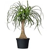 Nolina Beaucarnea recurvata met meerdere kronen | 23 cm pot | ca. 85 cm hoog