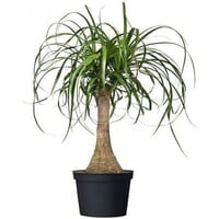 Nolina olifantspoot met 1 dikke stam en meerdere kronen | 23 cm pot | ca. 85 cm hoog