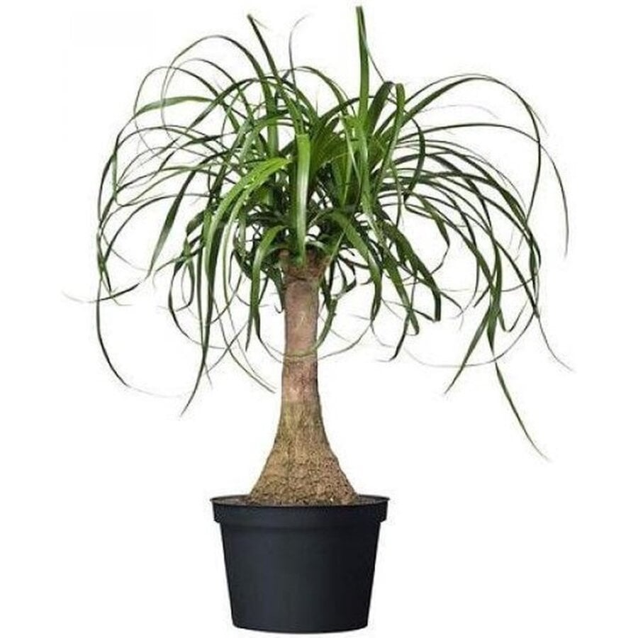 Nolina olifantspoot met 1 dikke stam en meerdere kronen | 23 cm pot | ca. 85 cm hoog