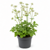 Astrantia major 'Shaggy' | Wit zeeuws knoopje | 17 cm pot | 35 cm hoog