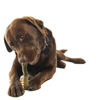 Tandenborstel kauwsnacks Large 14,5 cm | 6 stuks voor honden van 18 tot 27 kg