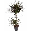 Dracaena marginata 'Magenta' | 21 cm pot | 90 cm hoog | 2 stammen met elk 3 kronen