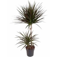 Dracaena marginata 'Magenta' in 21 cm pot | 90 cm hoog | 2 stammen met elk 3 volle kronen